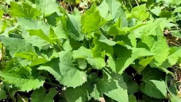 참취-취나물-재배법-작형별-재배시기-파종-개화시기-모종-심는시기-수확시기