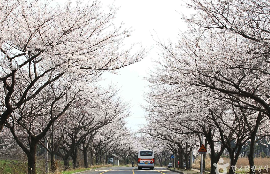 2025년 벚꽃 개화 시기&amp;#44; 전국 벚꽃 명소 3분 정리