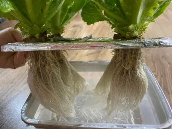 고수 재배 허브 키우기 상자 텃밭 통풍 관리_8