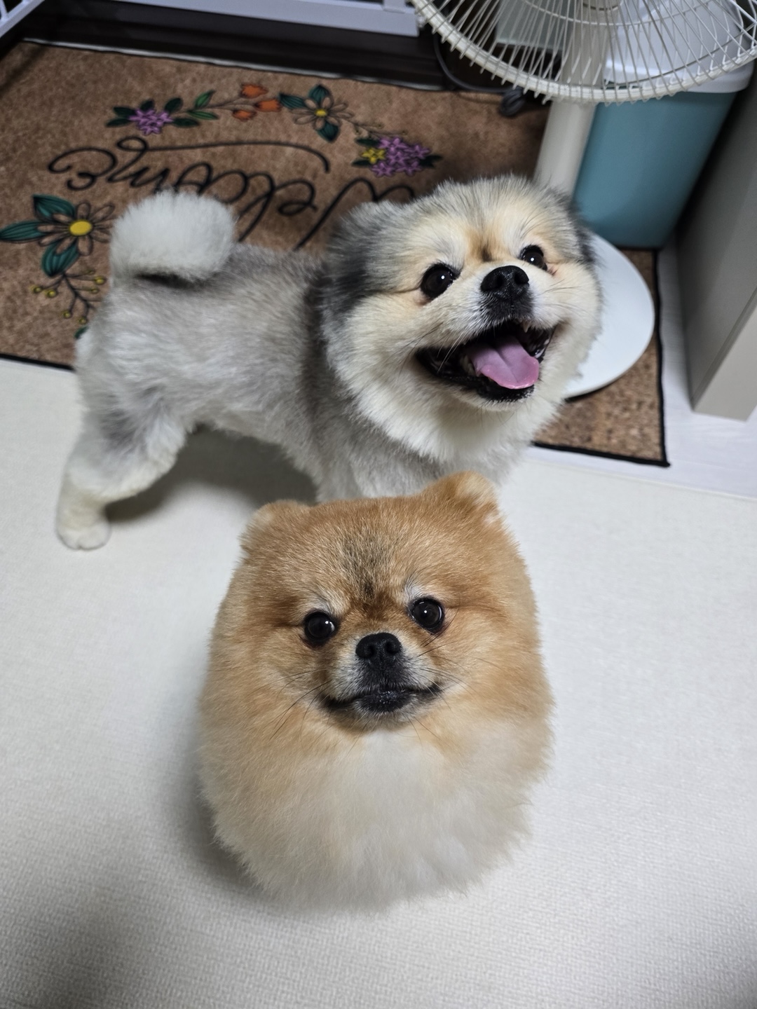 강아지 관련 사진