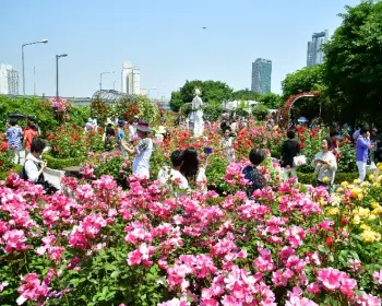중랑 서울 장미축제_4