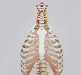 골다공증에 좋은 음식 예방 식단