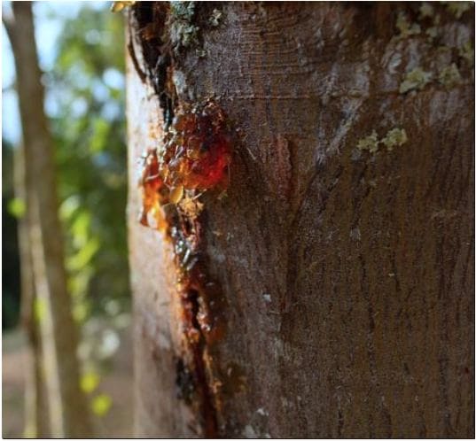 층층나무 수액 효능 및 함유 성분 먹는 법과 주의점