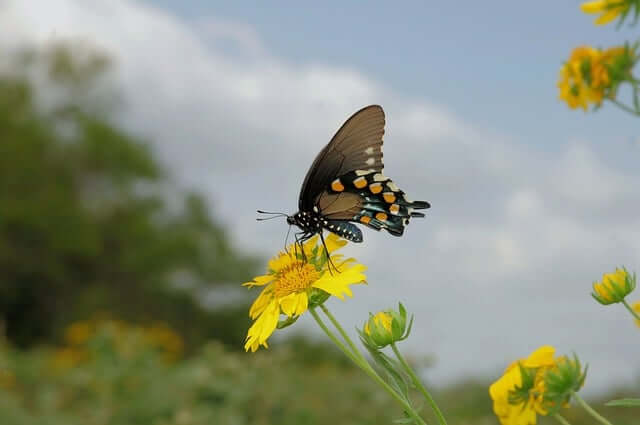 모바일신분증 발급 모습