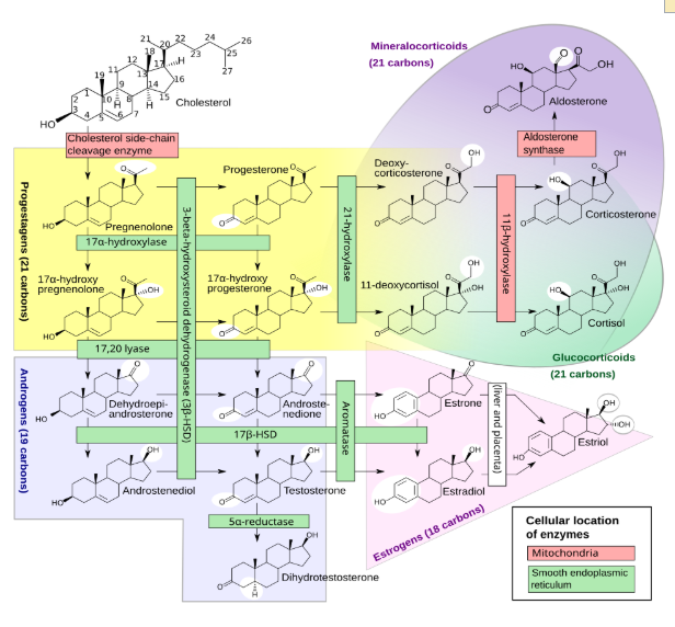난포자극호르몬