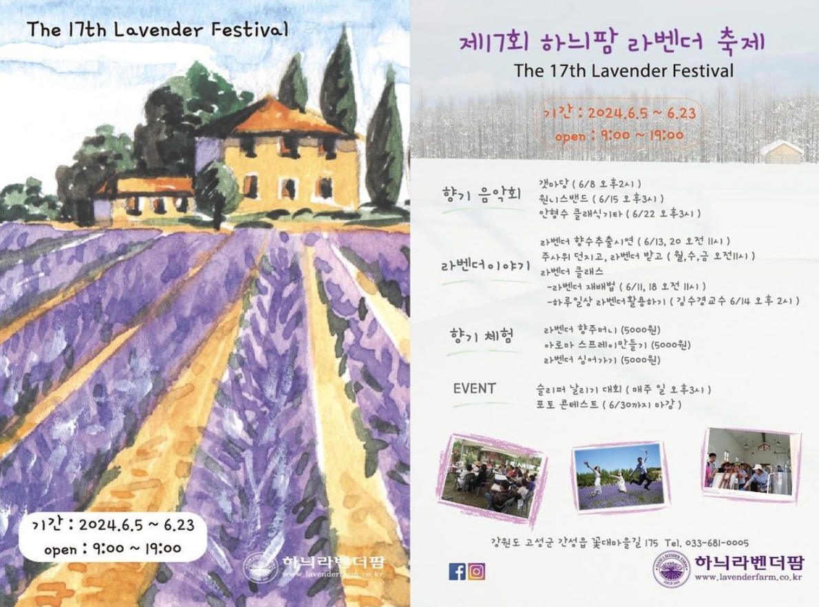 하늬팜 라벤더축제 개화상황