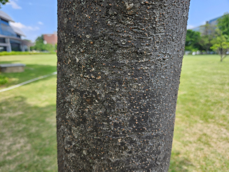 느티나무 수피1