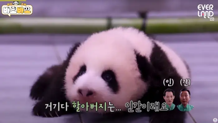 아기바이오-판다