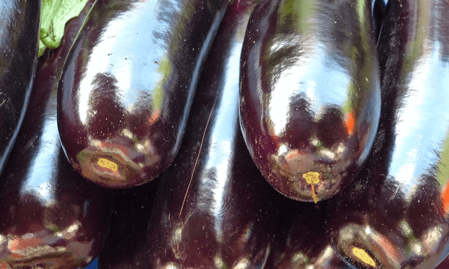 채소 가지 사진 - 51