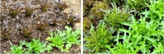 적색-청색-오크리프-오크립-효능