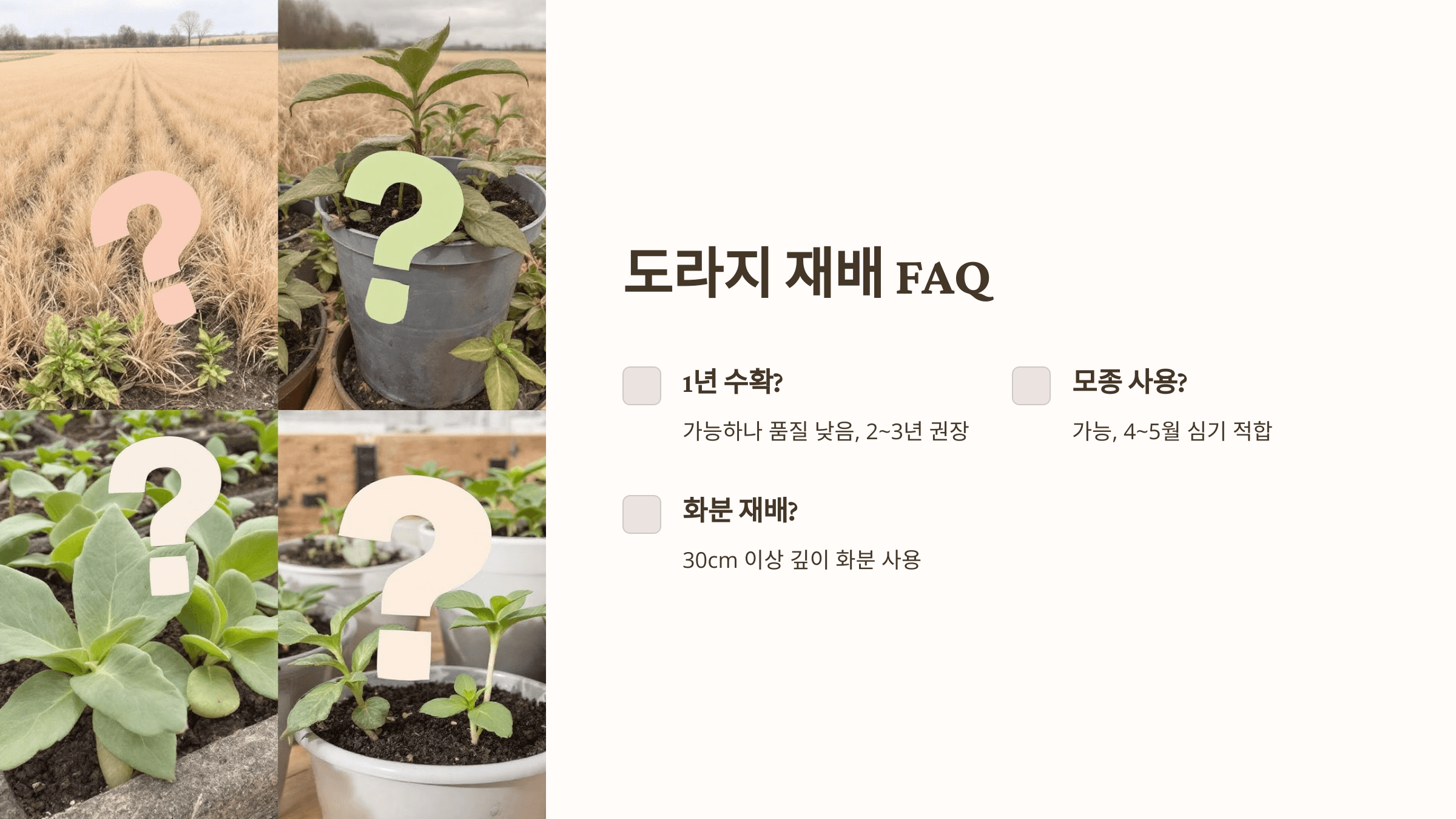 도라지 사진입니다.