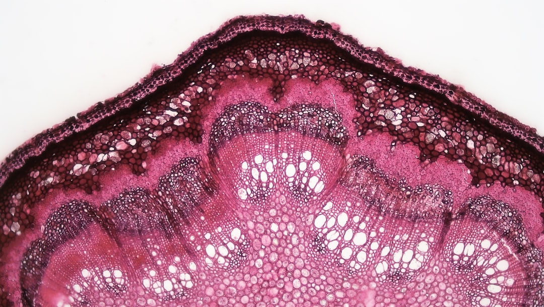 Cervix