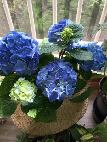 수국 키우는법 개화시기 삽목시기 가지치기 화분 물주기_17