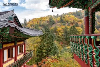 평창 가볼만한곳 베스트10 대관령 양떼목장 허브나라 드라이브_23