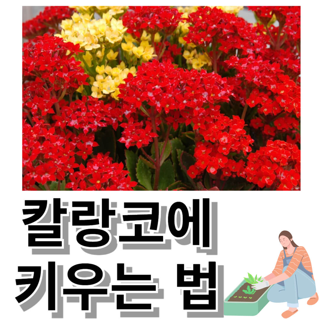 칼랑코에 사진입니다.