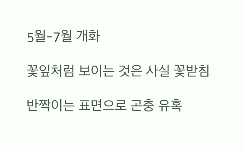 반짝이는 황금빛 꽃잎의 비밀