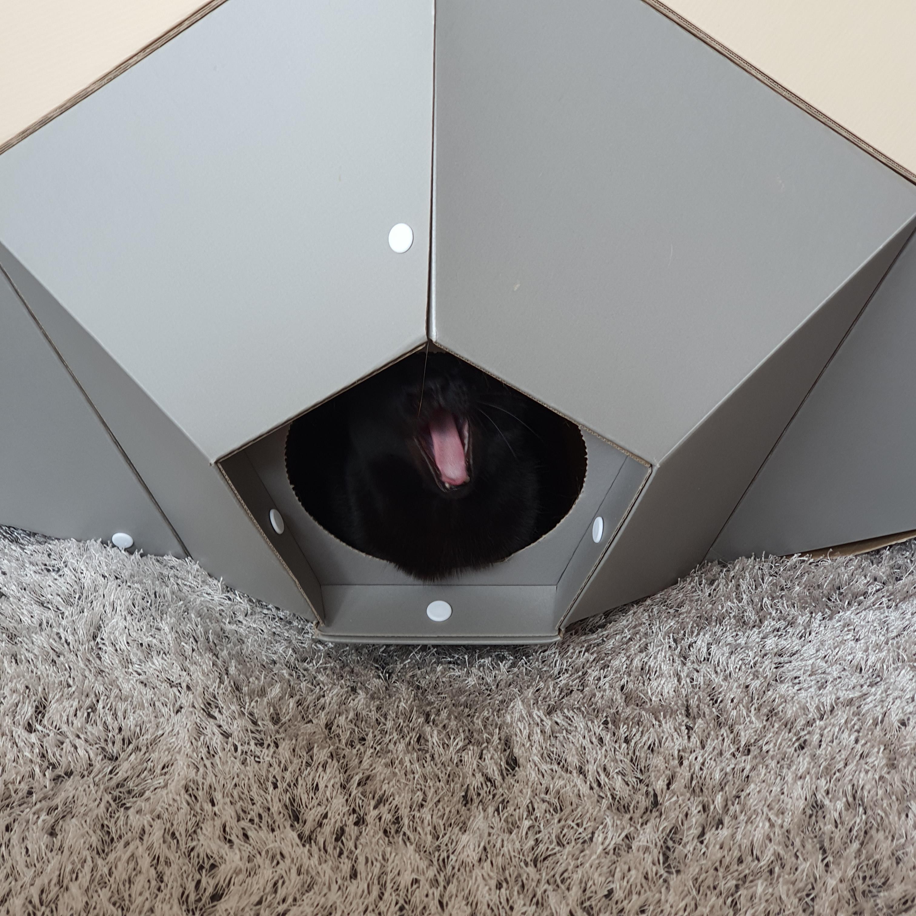 우리집 아홉냥이의 고양이 종류