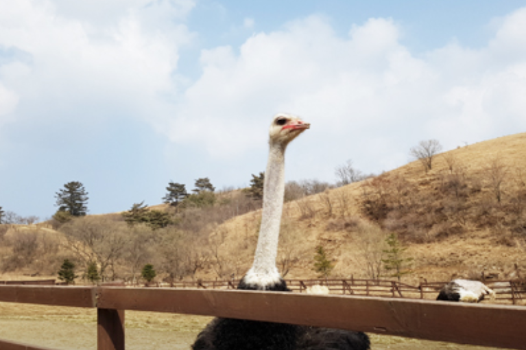 삼양목장
