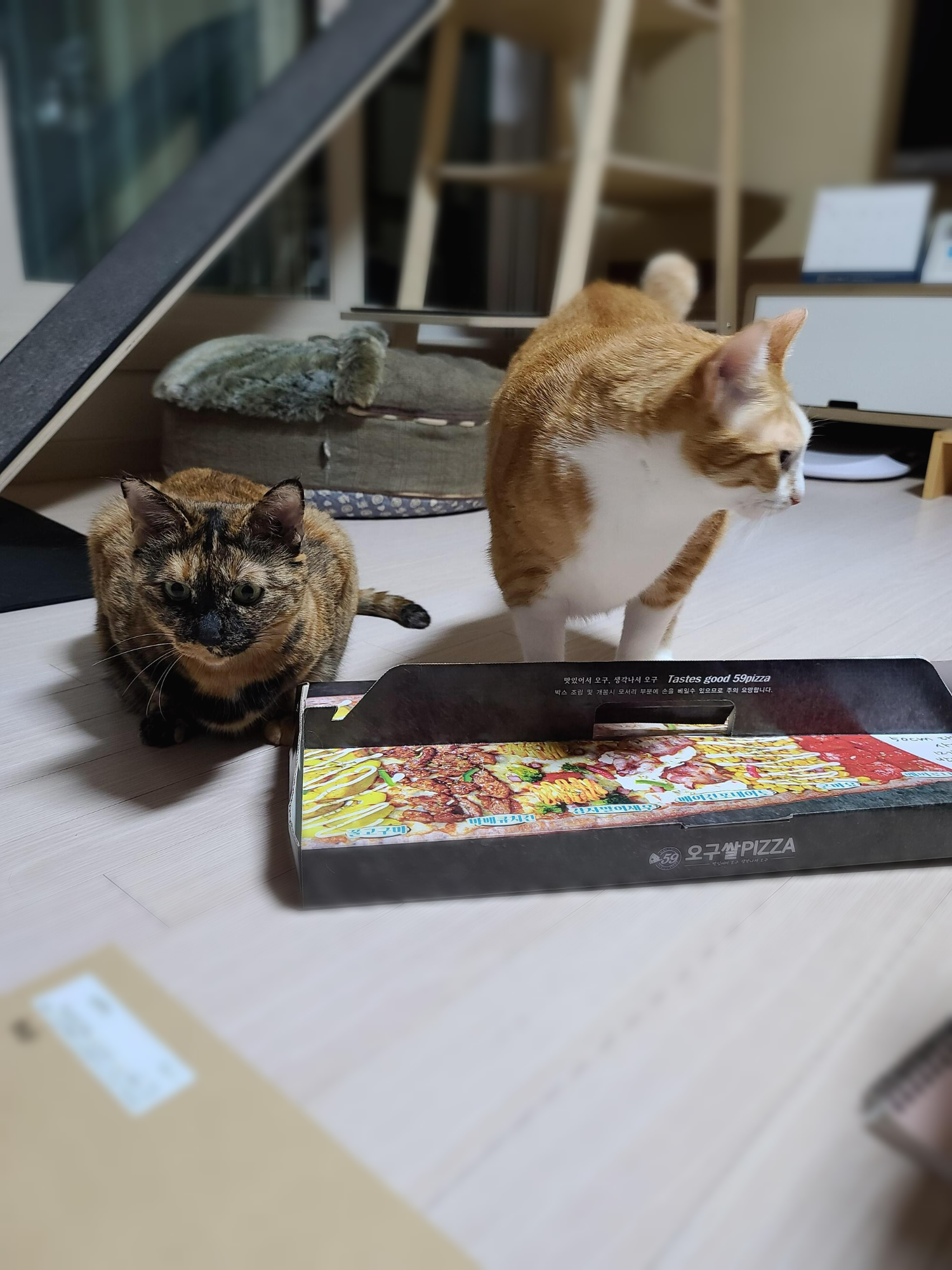 식탐많은 고양이 사랑이.