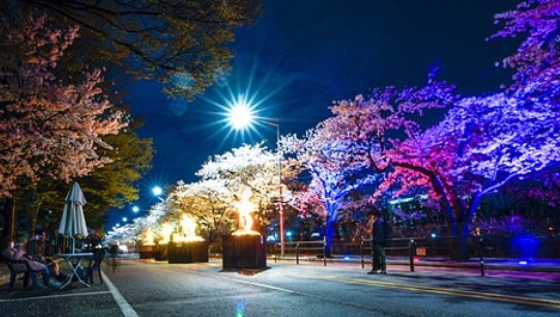 여의도 벚꽃축제 일정