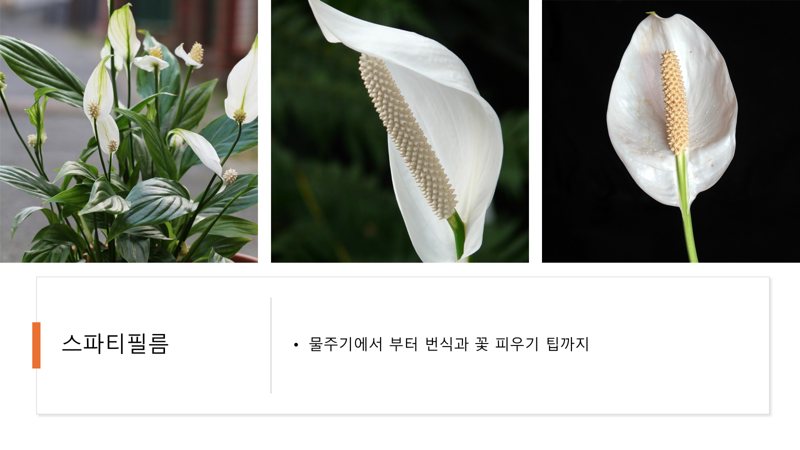 스파티필름 키우기: 물주기에서 부터 번식과 꽃 피우기 팁까지