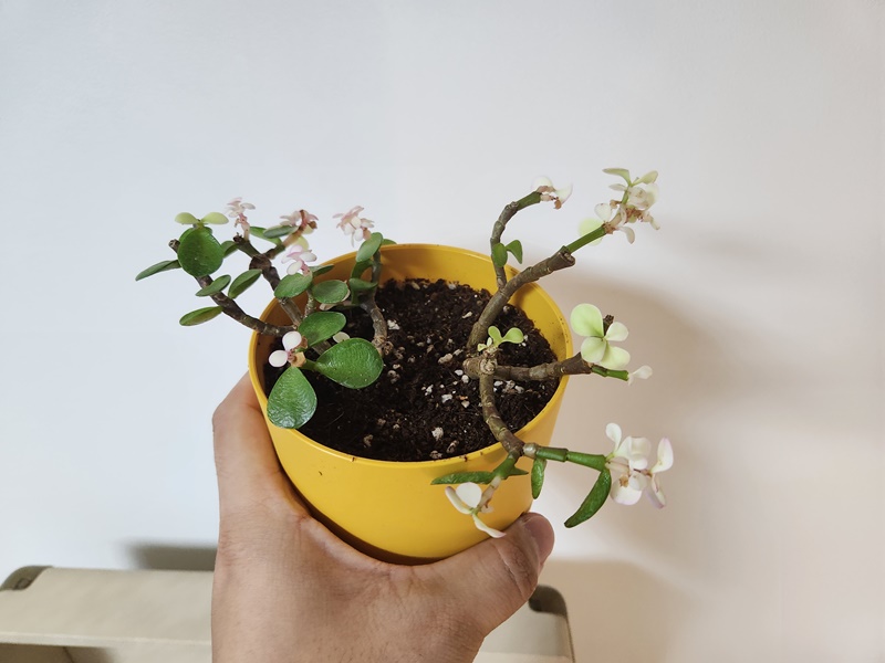 아악무 삽목 시도