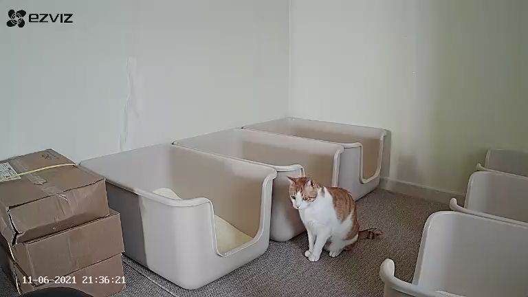 9냥이 집사의 눈뜨면 하는 일들.