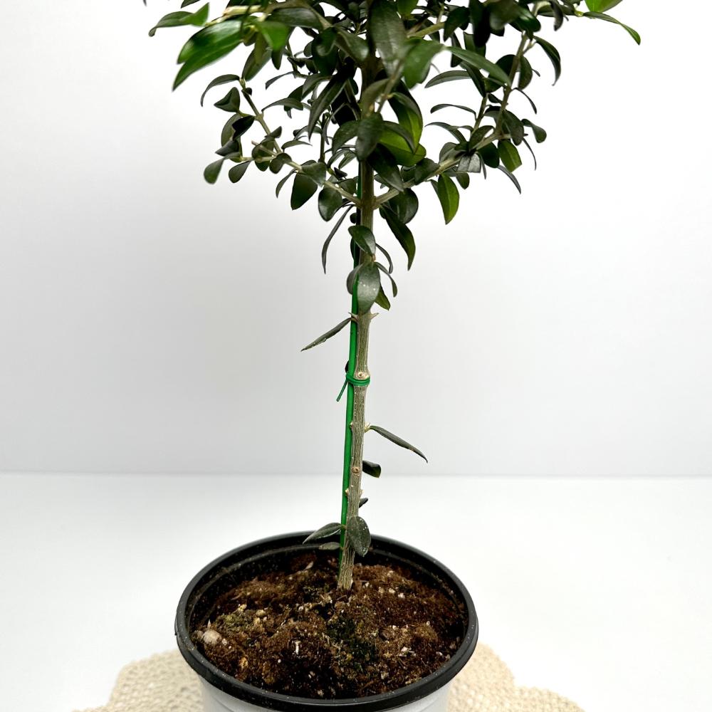 올리브나무 집에서 키우기 키우는방법