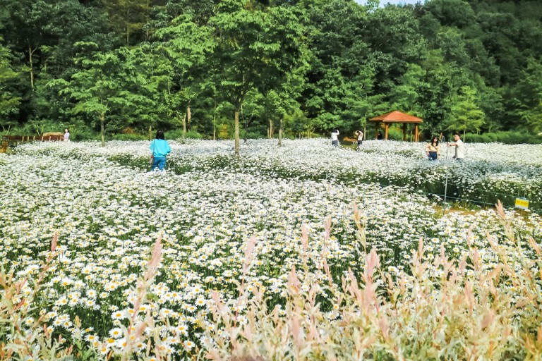 악양생태공원 샤스타데이지 