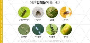 화분 뿌리파리 생기는 원인과 퇴치법 완벽 정리_49