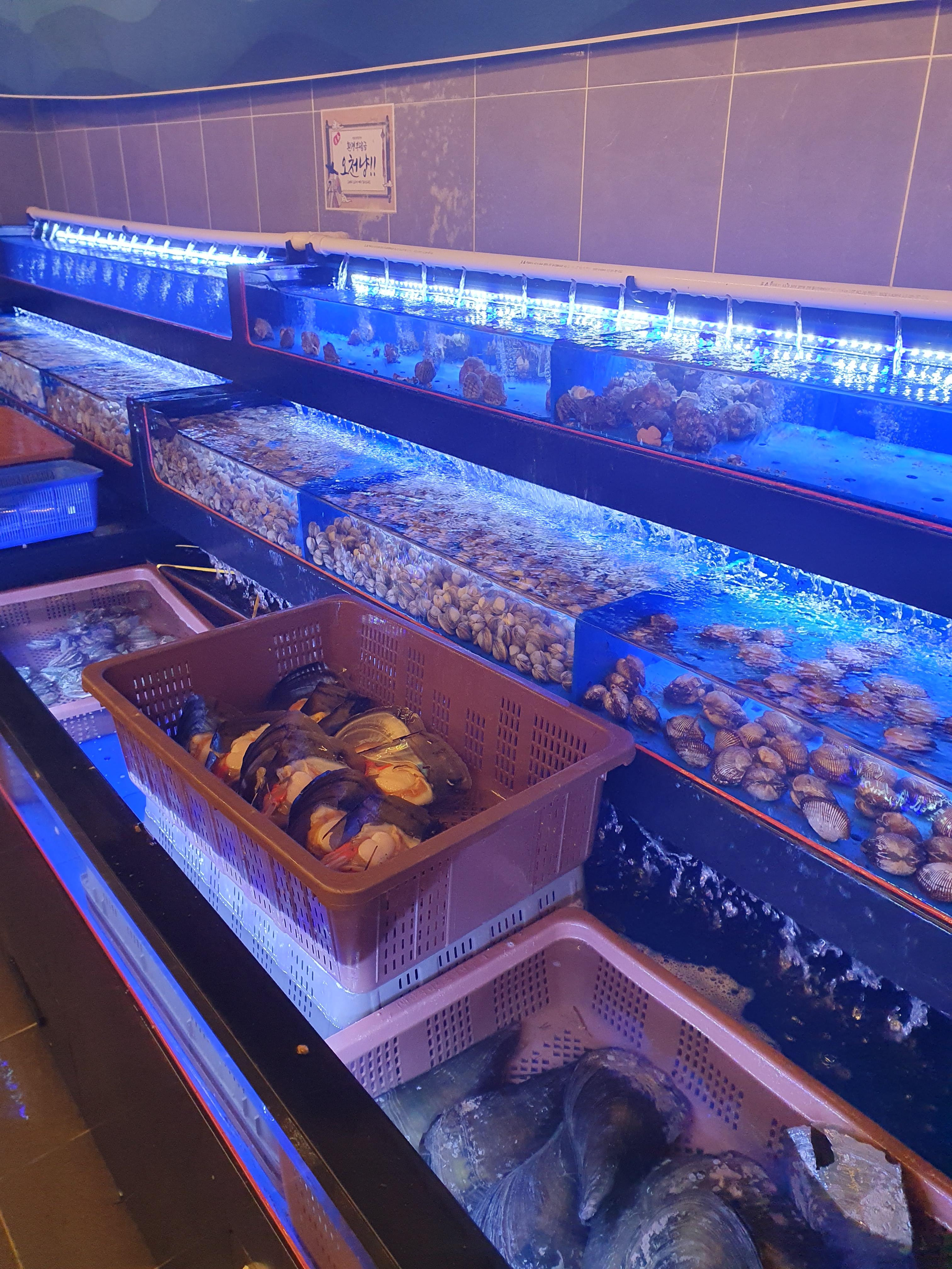 관저동 청춘 무한리필 조개구이 조개 종류