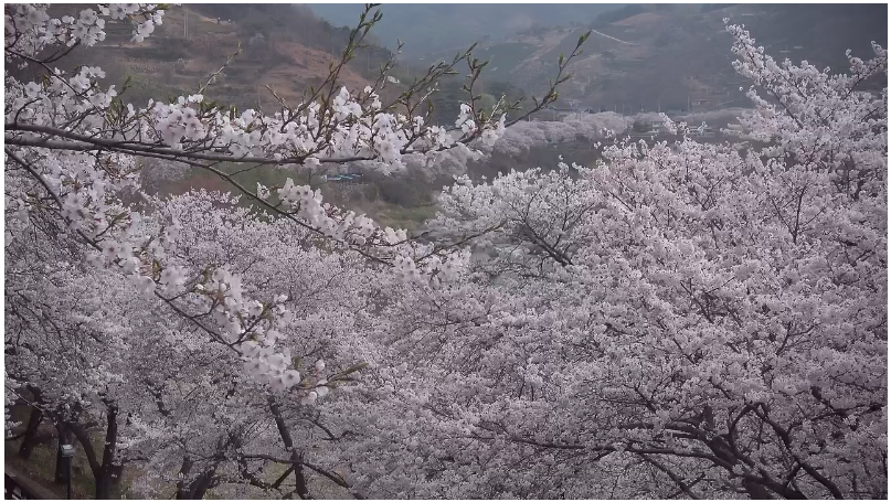 벚꽃 개화상황 실시간