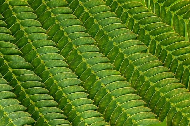 다층 전극을 적용한 미생물 연료전지의 전력 밀도 향상 연구