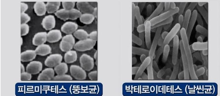 뚱보균_없애는법