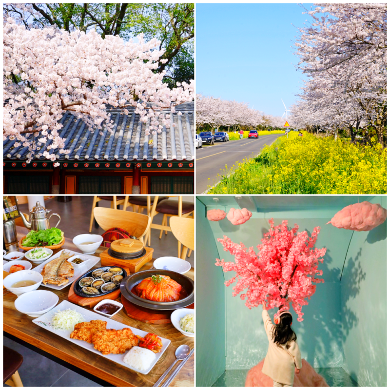 제주도 벚꽃 개화 시기와 명소 그리고 주변 맛집