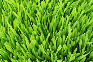 새싹귀리 효능07