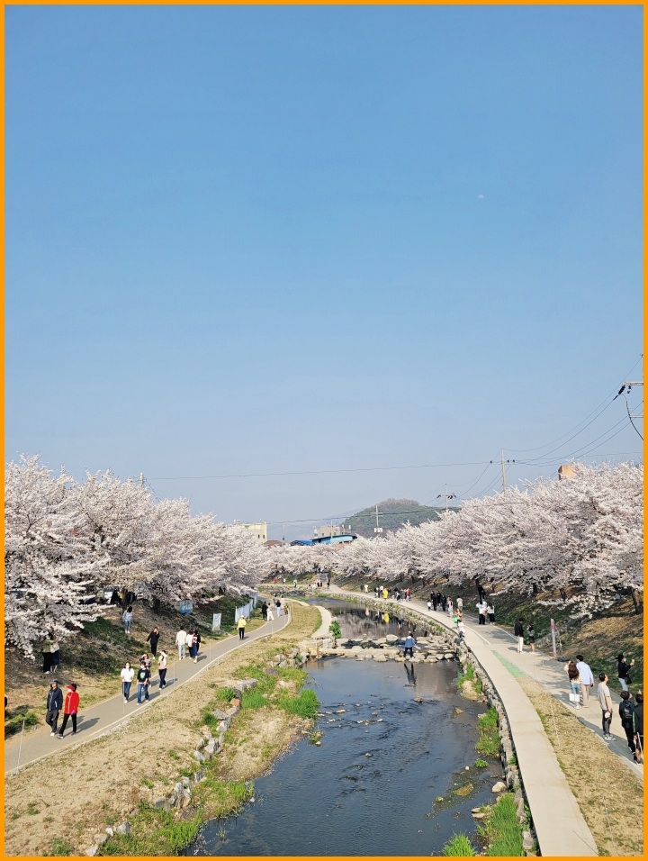 원성천 벚꽃
