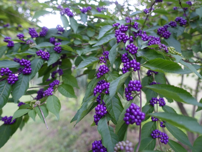 특색있고 아름다운 민간 정원 30선 추천 여행 - 12. 인제 찍박골 정원