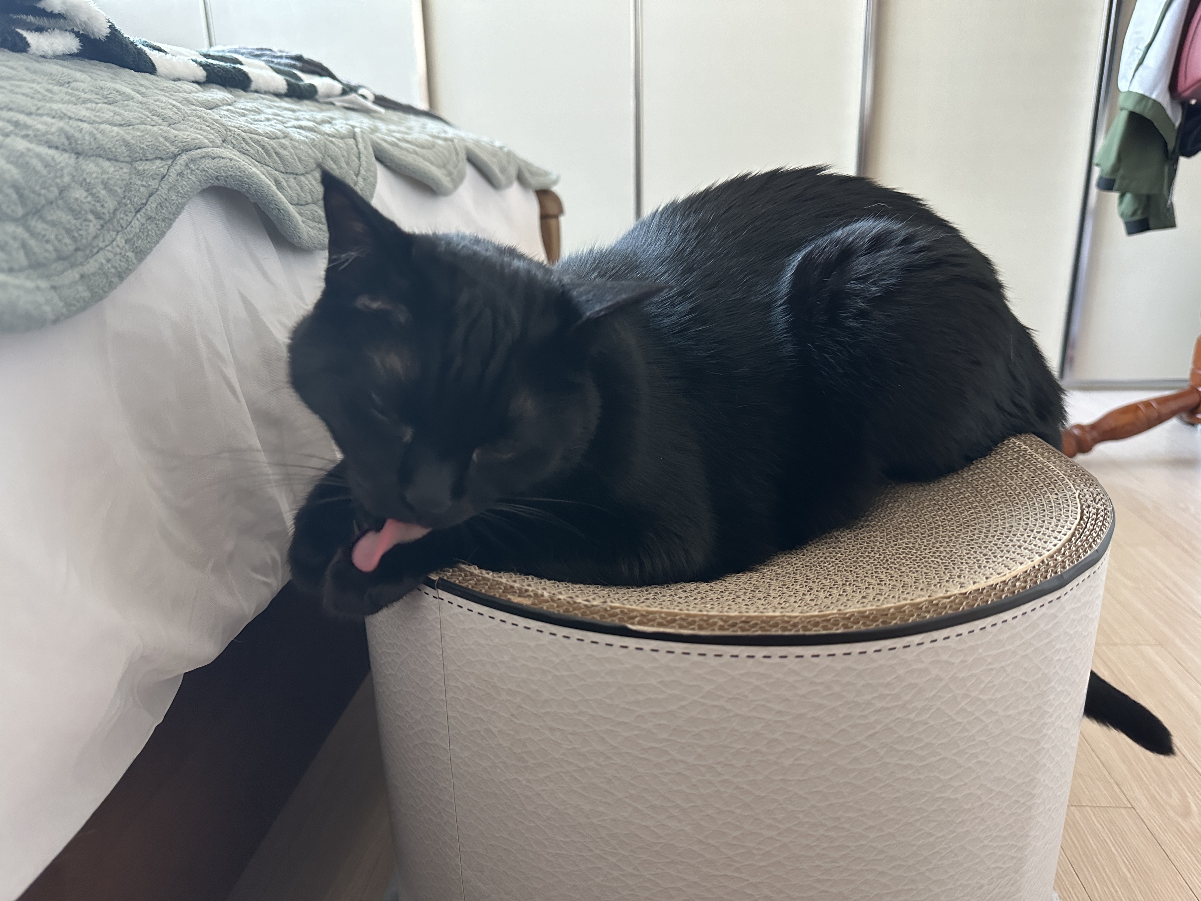 새_스크래쳐_위에서_그루밍중인_건이