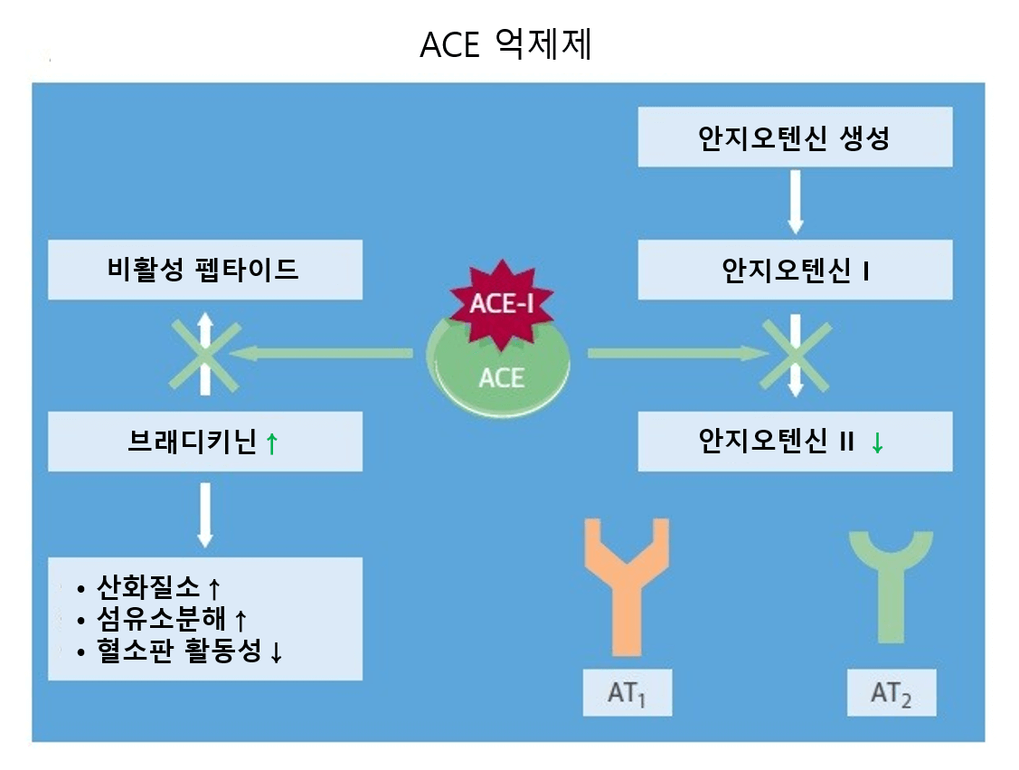 고혈압