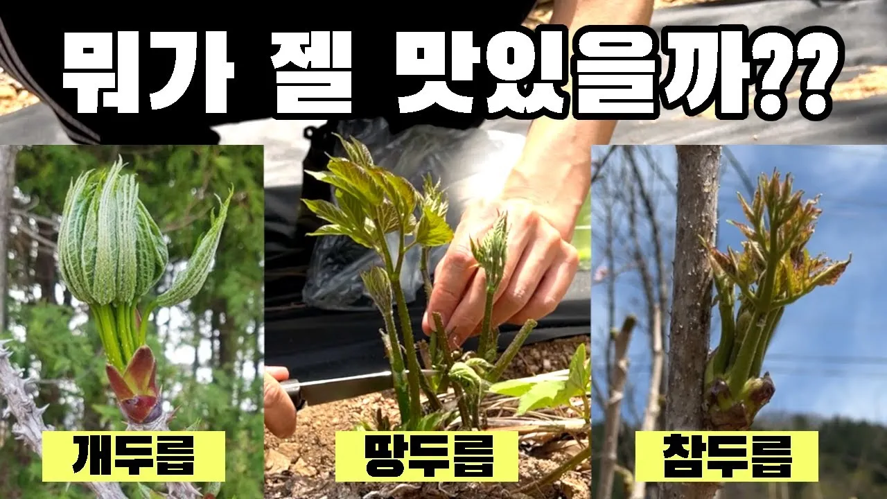 개두릅 참두릅 차이 섭취방법_4
