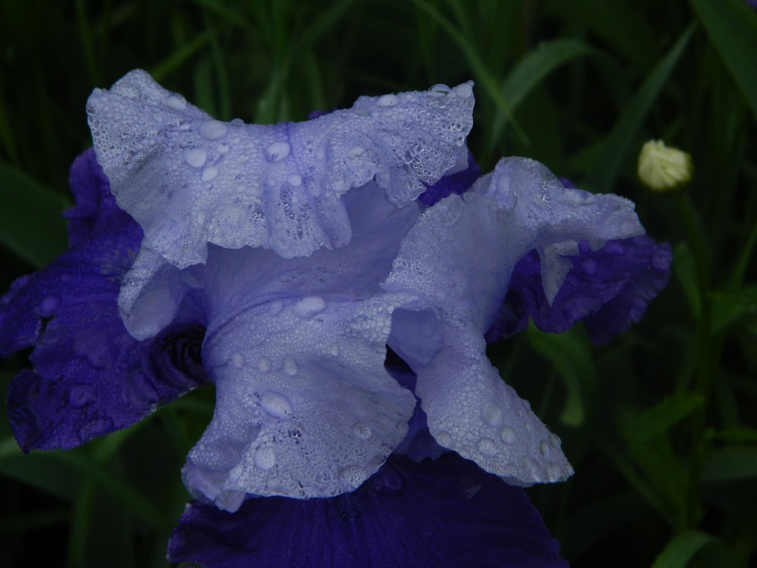 Iris.