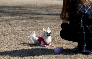 해외여행할 때 반려견과 함께하는 현실적인 방법 (비행기, 서류, 호텔)