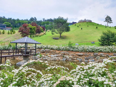 강원권 수국명소 추천 7곳, 여름 여행지로 꼭 가봐야 할 인생샷 스폿 총정리