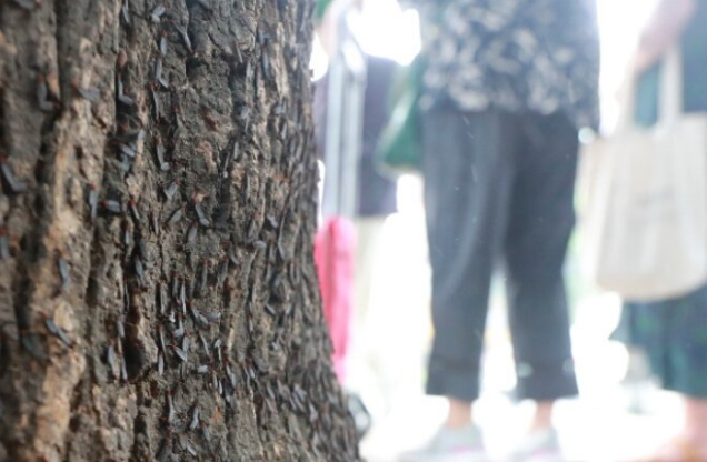 러브버그 퇴치방법