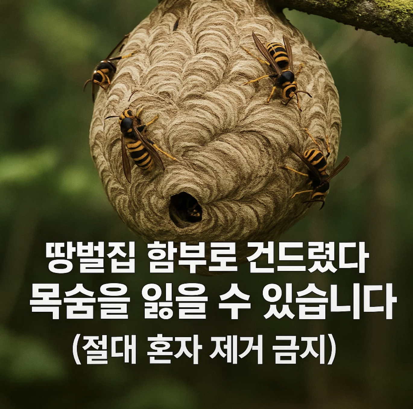땅벌집 함부로 건드렸다간 목숨을 잃을 수 있습니다 (절대 혼자 제거 금지)