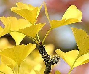 혈관에 좋은 음식 은행잎