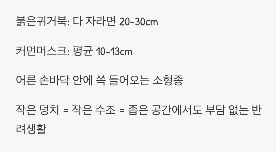 작지만 강한, 꼬마 거북의 매력