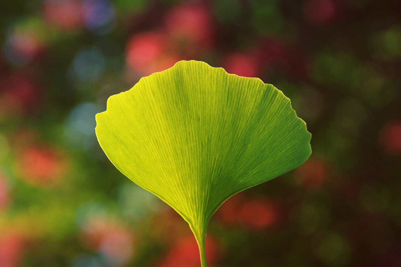 징코빌로바, 은행잎 추출물 효능, 부작용