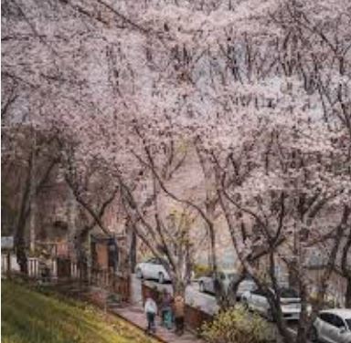 진주벚꽃